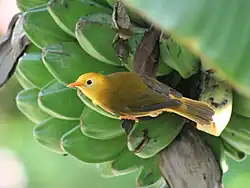 Small yellow bird clings to the side of a bunch of green bananas in a tree