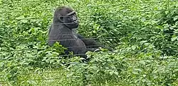 Image 22Gorilla at Mefou primate sanctuary (from Tourism in Cameroon)