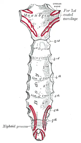 Posterior surface of sternum.