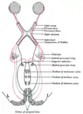 Scheme showing central connections of the optic nerves and optic tracts.