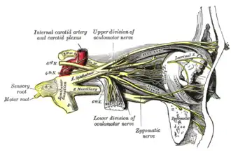 Nerves of the orbit, and the ciliary ganglion. Side view.