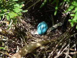 Nest and egg in a cedar shrub 4 ft above the ground