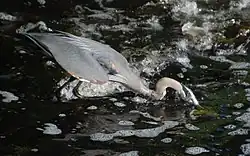 Heron has fish under water