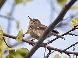 small greenish-yellow bird in tree