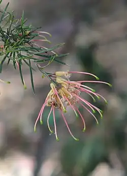 pink flower closeup