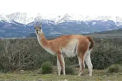 The camelid Lama guanicoe