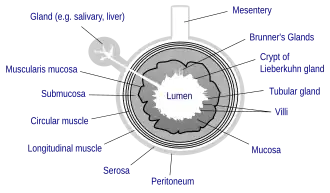 General structure of the gut wall showing the submucosa.