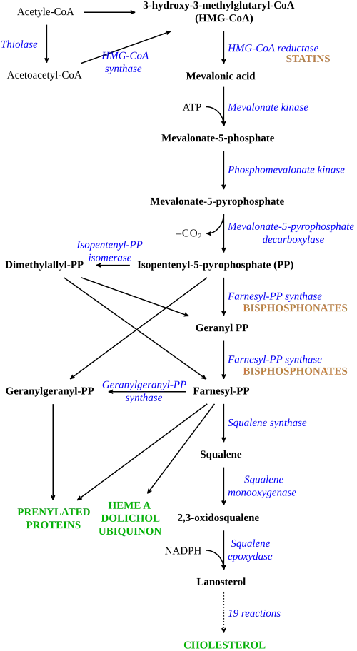 Cholesterol synthesis pathway