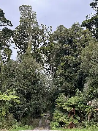 a road and gate entering tall forest