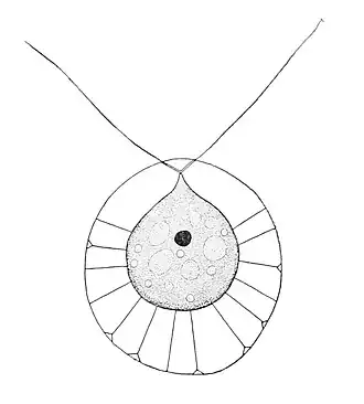 Drawing of Haematococcus lacustris[8]