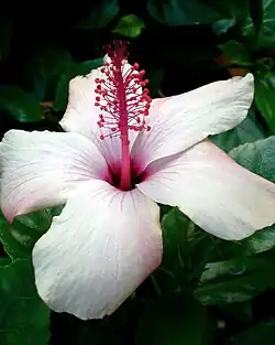 A white Hibiscus arnottianus in Hawaii