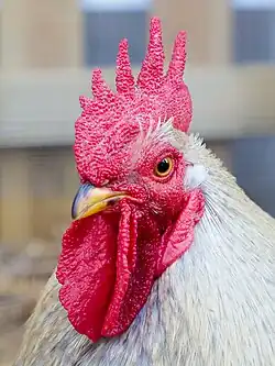 Head of a cock