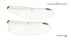 Male wings
