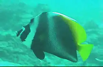 Heniochus singularius