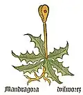 Part I, chapter 94 Mandragora officinarum