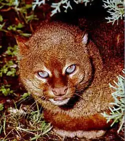 Shoulder high portrait of reddish brown cat with blue eyes and small round ears