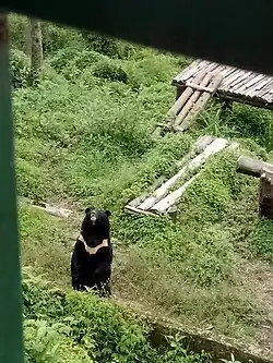 Himalayan black bear in Khangchendzonga National Park