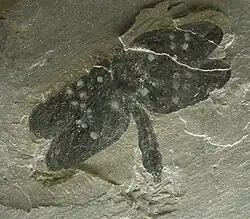 Homaloneura, a palaeodictyopteran insect which have two winglets on thorax in addition to four wings.