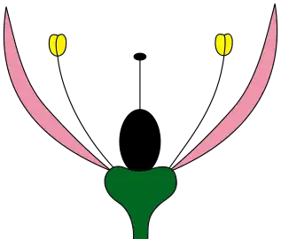 Monochlamydeous perianth with corolla only or homochlamydeous perigonium with tepals