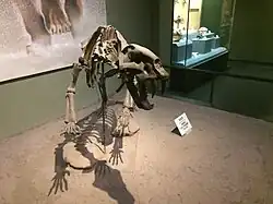 A Homotherium mounted at the museum.