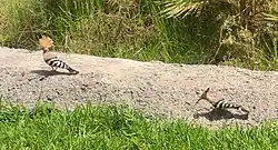 Hoopoes seen in Tenerife in July 2021
