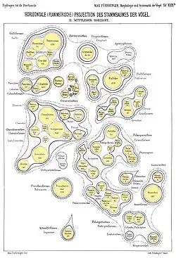 Cross section, middle