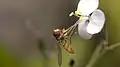 Hoverfly on A. acuminatum