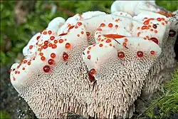 The Mealy Tooth, Hydnellum ferrugineum