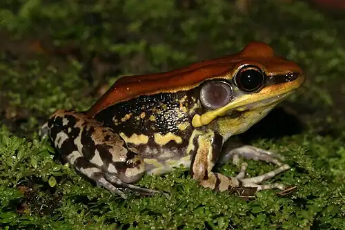 Lateral view