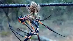 Alt text for screen readers