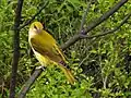 Female Indian Golden Oriole