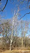 Birch tree