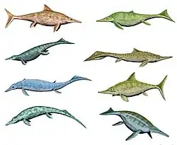 Ichthyosaurs had diverse dorsal fin shapes.