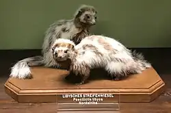 Photo of two mounted specimens of weasel-like animals with white and brown fur