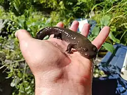 A neotenic adult Idaho giant salamander