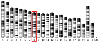 Chromosome 8 (mouse)