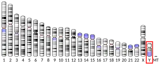 Y chromosome (human)