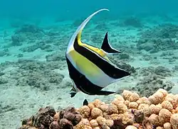 A moorish idol