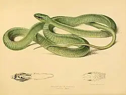 Illustration of D. typus (named as Bucephalus viridis).