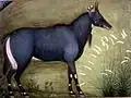 Mughal nilgai, 1625–1650