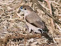 Foraging on the ground (India)