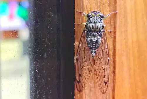 Indopurana morrisi.jpg