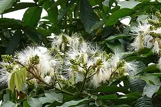 Image 20The flower of an Inga tree. (from Agroforestry)