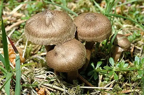 Inocybe lacera, a typical LBM best identified via microscopy