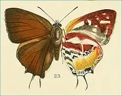 Iraota rochana boswelliana