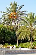 Date palm trees and fountain