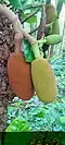 Artocampus heterophyllus (jackfruit)