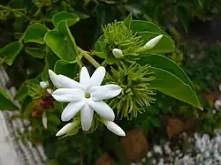 Udupi Jasmine (Jasminum grandiflorum)