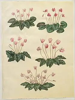 Cyclamen purpurascens; Cyclamen hederifolium, by Hans Simon Holtzbecker [de] 1649-1659
