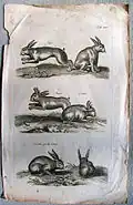 John Jonston, lepus cornutus (middle image), from the Historiae naturalis de quadrupetibus libri, 1655.